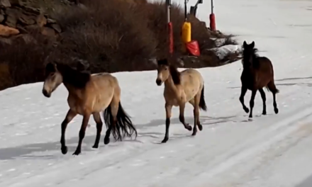 L’espectacular vídeo d’uns cavalls salvatges a les pistes de Sierra Nevada