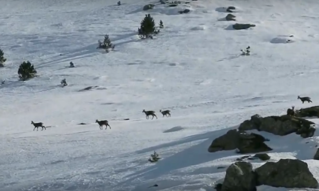 Els isards de Vall de Núria