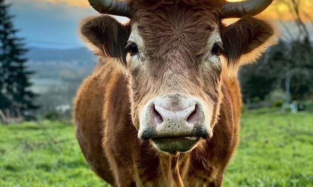 La meravella natural del Pirineu Francès a l’estiu