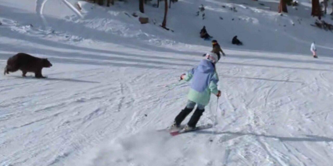 Un ós invaeix una pista d’esquí plena d’esquiadors