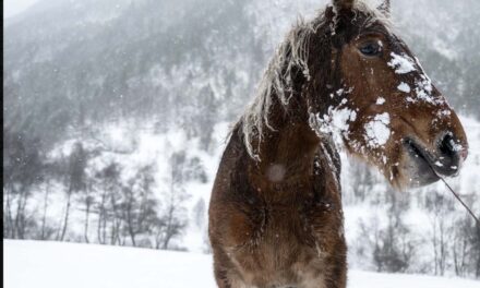 Primera esquiada a Ordino!!!