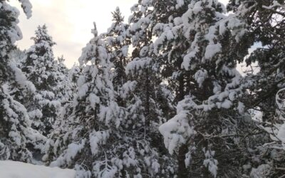Rasos de Peguera amb Cadí i Ensija al fons