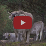 Encamp, parròquia ramadera