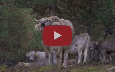 Encamp, parròquia ramadera