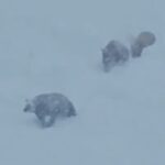 El moment viral quan una família d’ossos creua una pista d’esquí