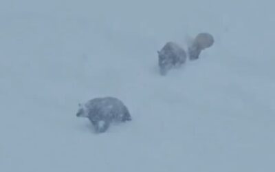 El moment viral quan una família d’ossos creua una pista d’esquí